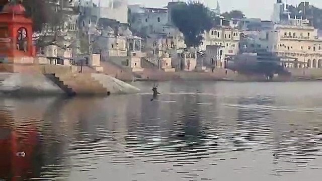 पुष्कर सरोवर में उतरा सांभर, बाजारों में दौड़ा, मची दहशत
