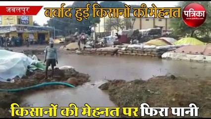 Скачать видео: mp farmer crying today, wheat spoil from winter rain in mp