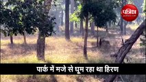 2 tigers chase deer see viral video