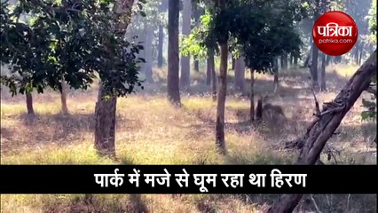 2 tigers chase deer see viral video