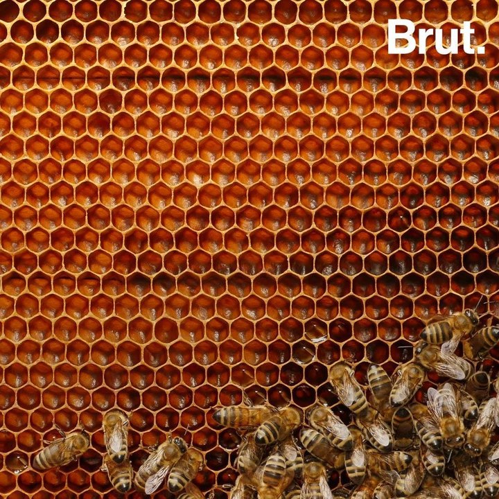 How do honeybees build their hives?