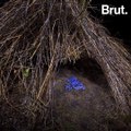 Bowerbirds build elaborate nests to attract females