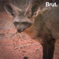 Meet the bat-eared fox, a little canid that roams the plains of Africa