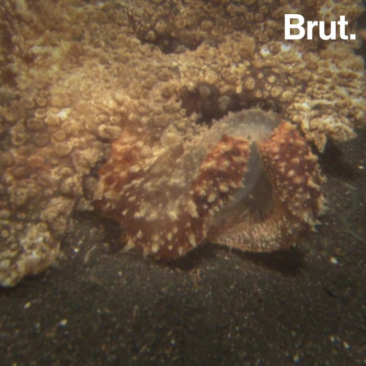 The Melibe are sought-after by many underwater photographers