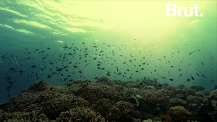 How this atoll in the Philippines regained its biodiversity