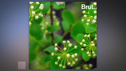 Blooming spring flowers