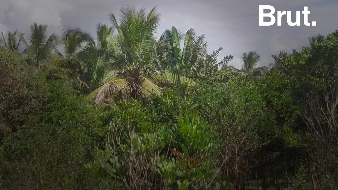 5 good news stories for the planet