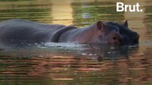 'Cocaine hippos' threaten ecosystems in Colombia