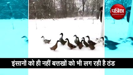 When the duck got cold people were surprised to see