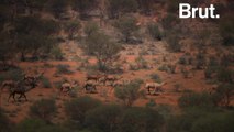 Thousands of camels will be killed in Australia