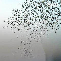 Birds are shrinking in size because of global warming