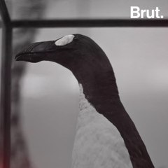 How did the great auk go extinct?