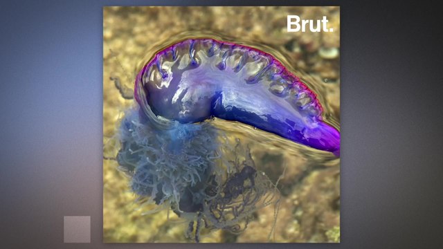 The Portuguese man o'war: a colony of thousands of animals