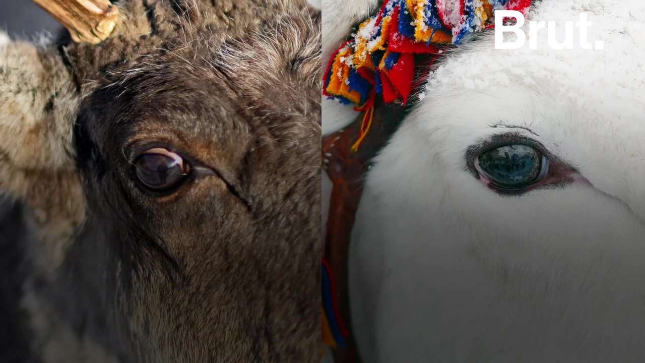 Why reindeer eyes change color over the course of the year - video ...