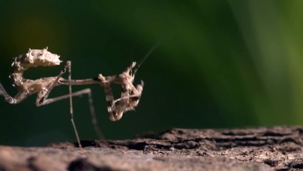 Cryptic Mantis: A Fascinating Wild Creature