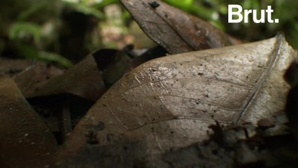 This is the second-smallest reptile in the world