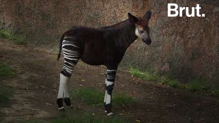 The okapi was one of the last large mammals discovered