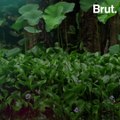 This is one of the most invasive aquatic plants in the world
