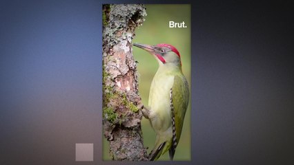 Why do green woodpeckers knock on wood ?