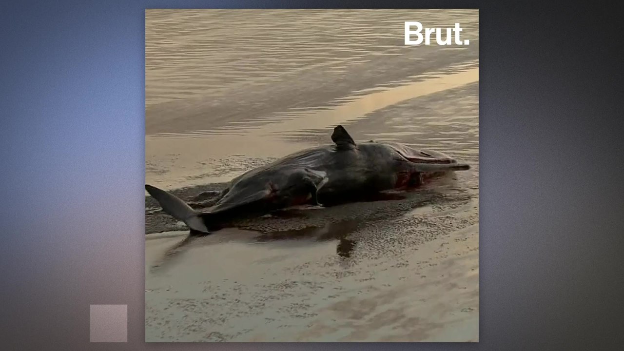 Do animals commit suicide?