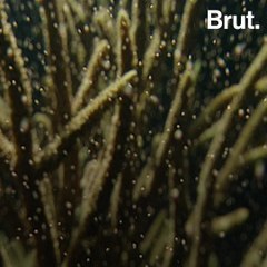 The annual spawning of the Great Barrier Reef was a success