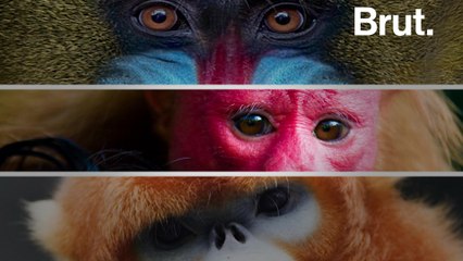 3 monkeys with unusual colors
