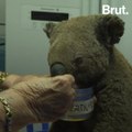 Australia: Hundreds of koalas killed in raging fires