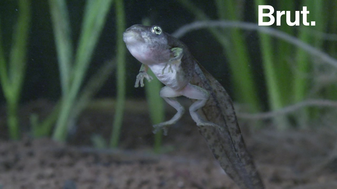 How do tadpoles become frogs?