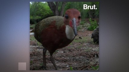 This bird went extinct and came back to life thousands of years after