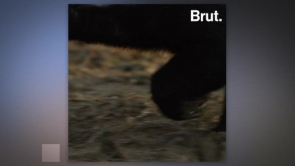 The honey badger is not afraid of anything