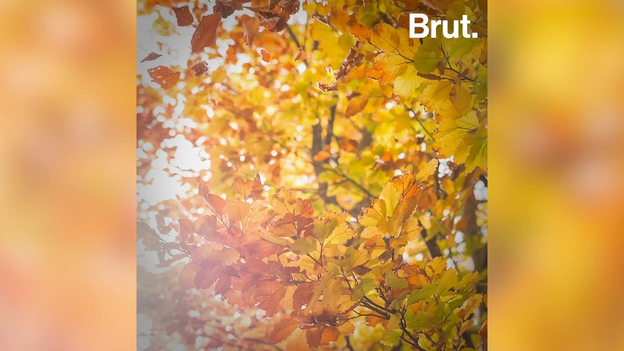 Why leaves fall in autumn