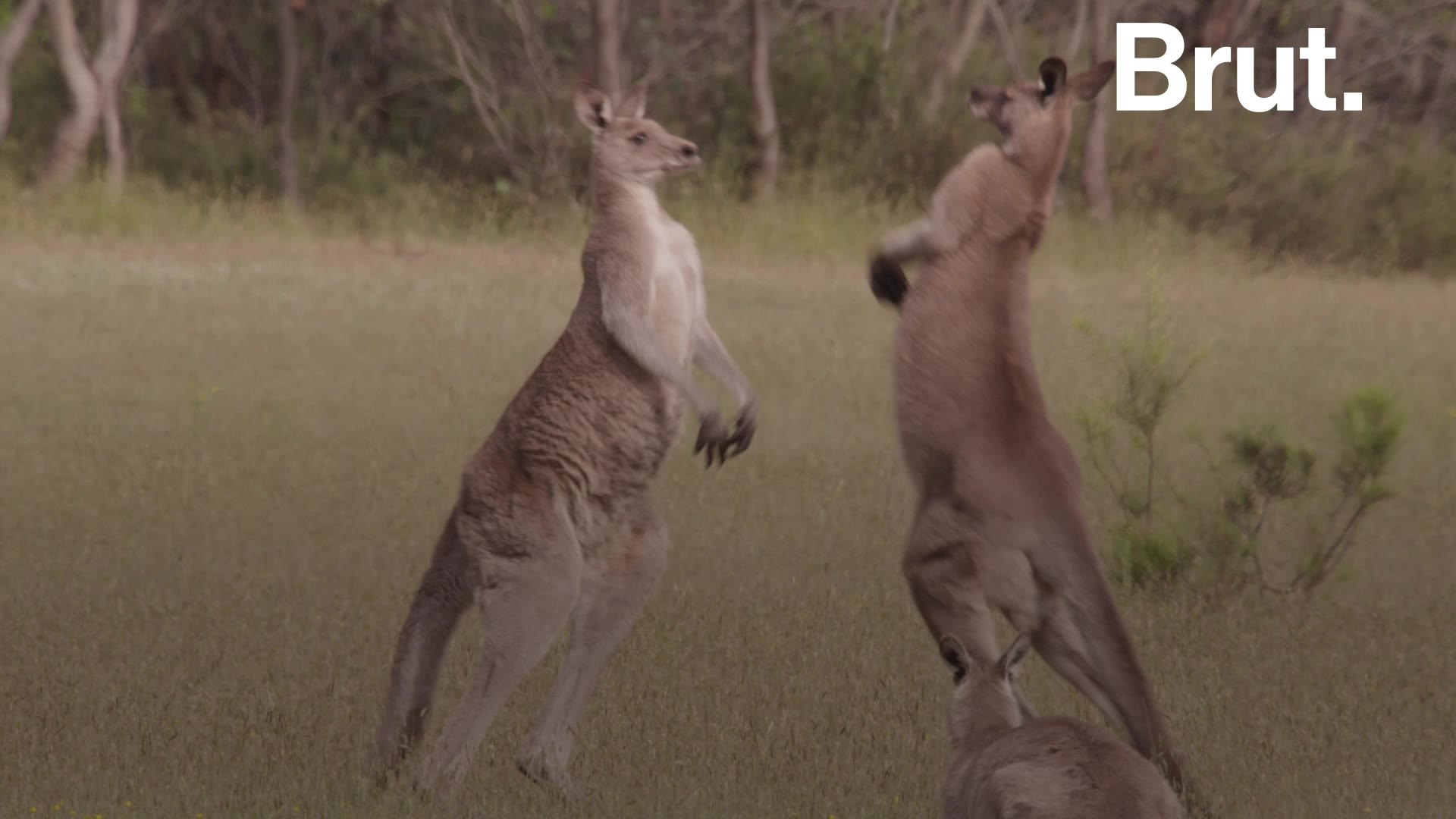 How do kangaroos fight?