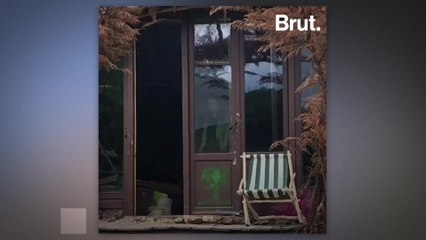 Mexico: this breeder is trying to save axolotls from extinction