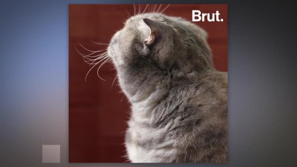 Why do cats have whiskers?