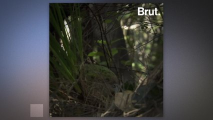 A ray of hope for the world's heaviest parrot