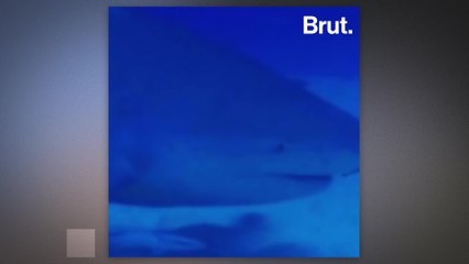 How do sharks find their prey?