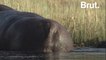 Hippopotamuses feces are extremely important for life on Earth