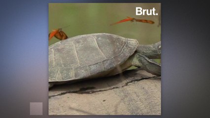 What are these butterflies doing to this turtle?