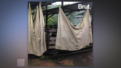 How can big cats and livestock breeders coexist?