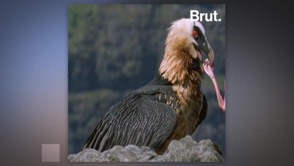 The bearded vulture plays a crucial sanitary role