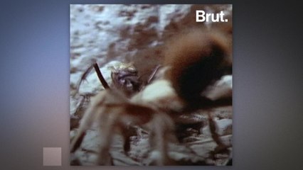 This wasp is a spider killer