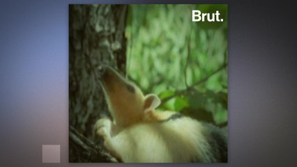 This anteater lives in the forests of South America