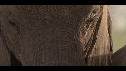 Elephant Documentary | wild animal