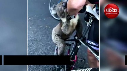 Koala survived by wildfire stops cyclist and drank water from his bottle
