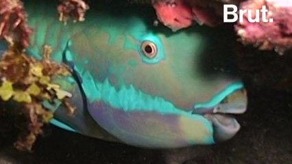 Parrotfish are among the ocean's most colorful