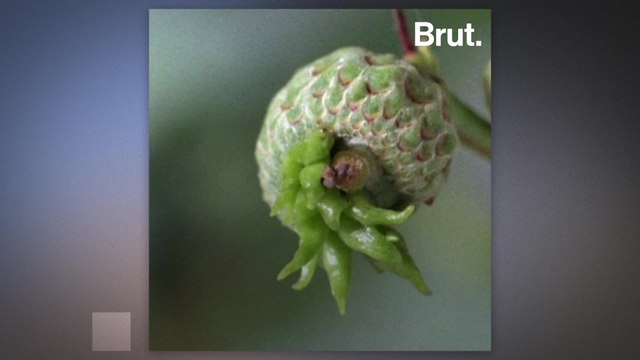 This is how parasitism in plants and insects works