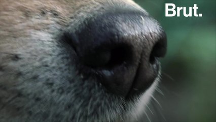 Do animals really have a 6th sense?