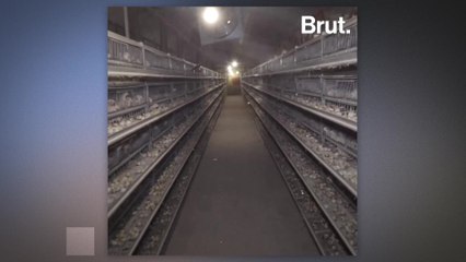 The terrible living conditions of farmed quails in France