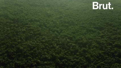 Planting 1.2 trillion trees could cancel out a decade of CO2 emissions