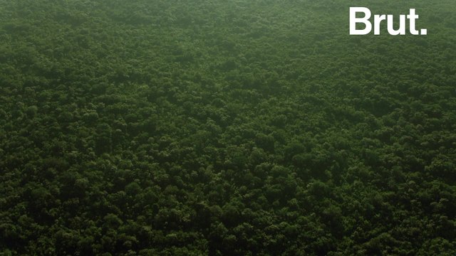 Planting 1.2 trillion trees could cancel out a decade of CO2 emissions